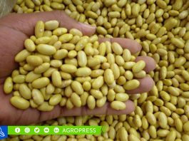 Perú exportó 4,688 toneladas de frijol en setiembre de 2023