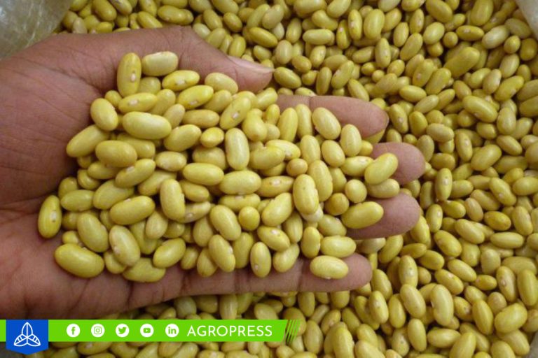 Perú exportó 4,688 toneladas de frijol en setiembre de 2023