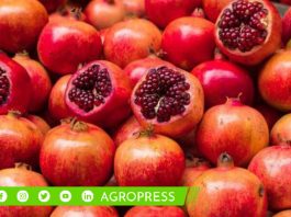 Exportación de granadas de Perú alcanzaron las 44.822 toneladas: ¿cuál fue su principal destino?