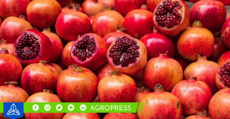 Exportación de granadas de Perú alcanzaron las 44.822 toneladas: ¿cuál fue su principal destino?