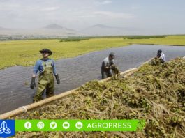 Promoverán la innovación y el desarrollo económico en Amazonas, Huancavelica y Huánuco