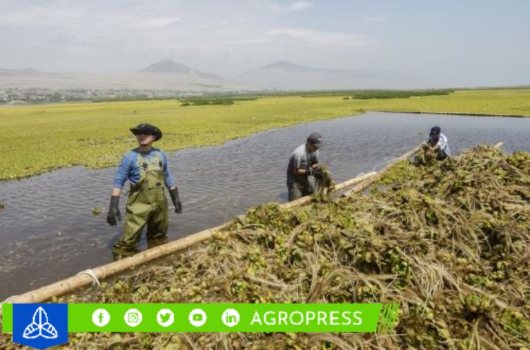 Promoverán la innovación y el desarrollo económico en Amazonas, Huancavelica y Huánuco