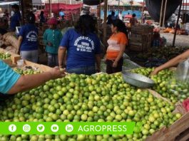 Precio del limón octubre de 2023: ¿cuánto cuesta el kilo en las distintas regiones del Perú?
