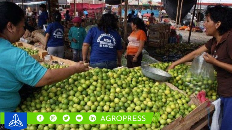Precio mayorista del limón en bolsa ha retrocedido 64,46% durante las dos primeras semanas de octubre