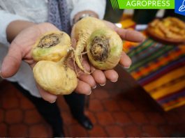 Perú exportó 1.830 toneladas de maca a cinco países del mundo