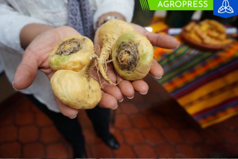 Perú exportó 1.830 toneladas de maca a cinco países del mundo