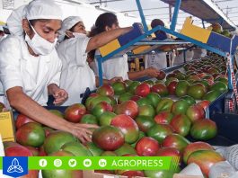 Valle de San Lorenzo en crisis: la escasez de mango y limón afecta a 7 millones de jornales