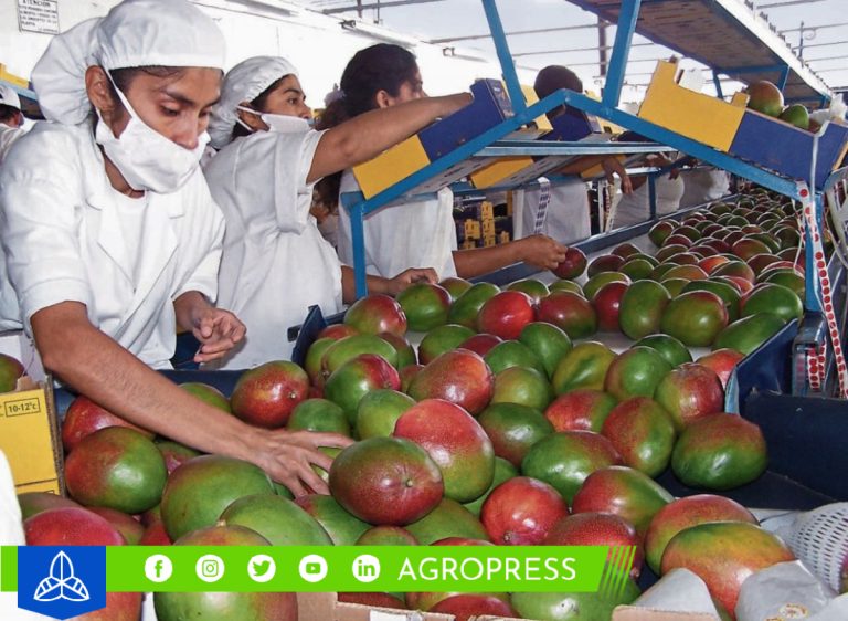 Valle de San Lorenzo en crisis: la escasez de mango y limón afecta a 7 millones de jornales