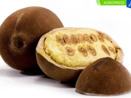 Perú exportó 18 toneladas de manteca de copoazú a Brasil