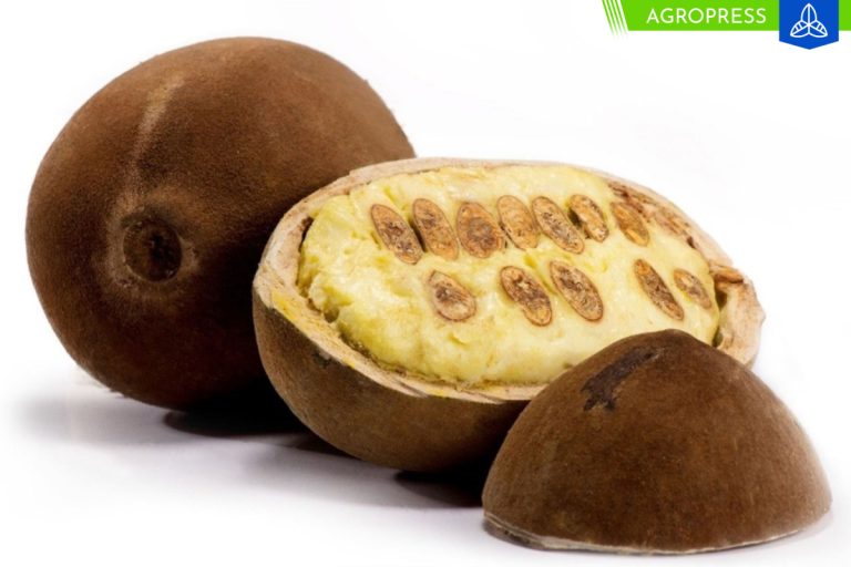 Perú exportó 18 toneladas de manteca de copoazú a Brasil