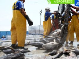 Se establece un límite máximo de 45,000 toneladas para la pesca total de perico