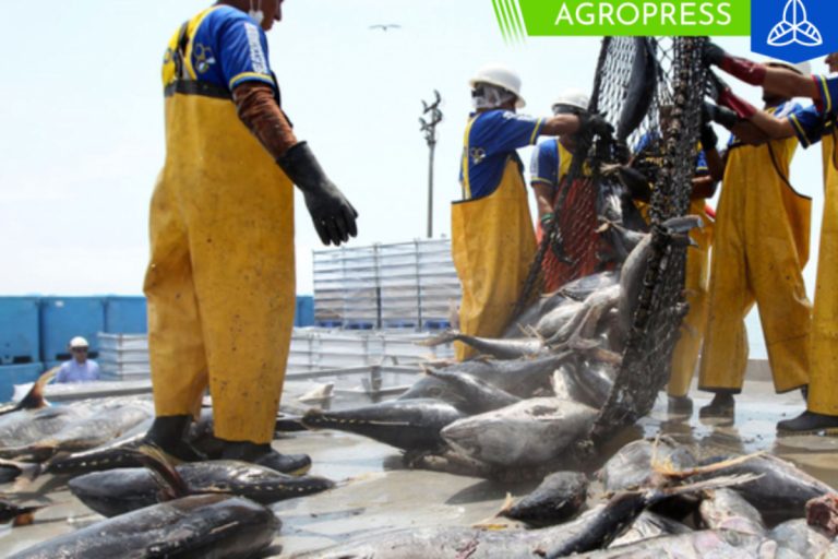 Se establece un límite máximo de 45,000 toneladas para la pesca total de perico