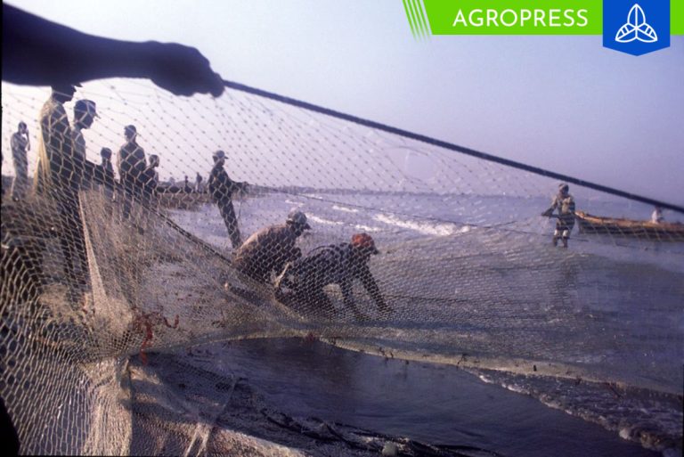 Fenómeno El Niño 2023: pescados y mariscos que estarán disponibles