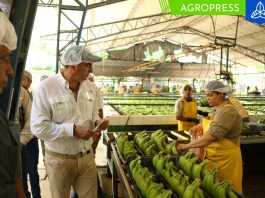 Productores de plátano reciben insumos agrícolas y herramientas para impulsar sus cosechas