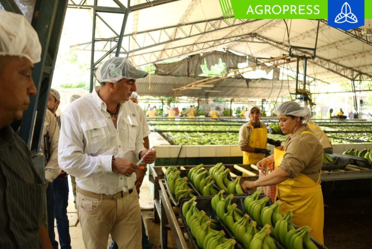 Productores de plátano reciben insumos agrícolas y herramientas para impulsar sus cosechas