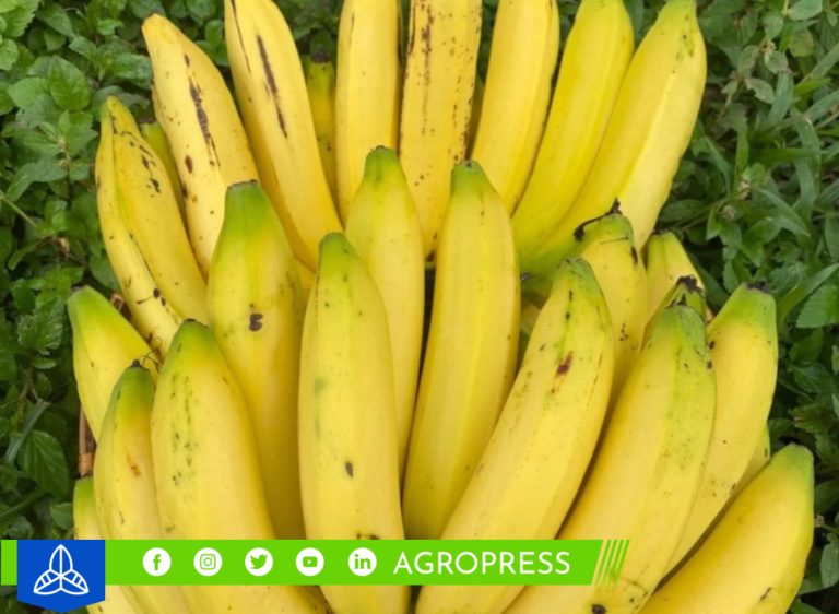 Inacal eleva los estándares de calidad del plátano para una mayor comercialización