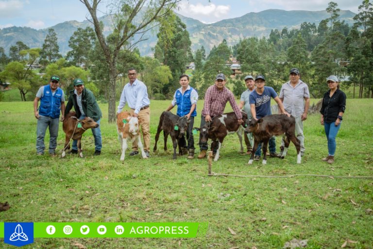 Proyecto ganadero del Gore Piura logra inseminar 808 vacas en Huancabamba