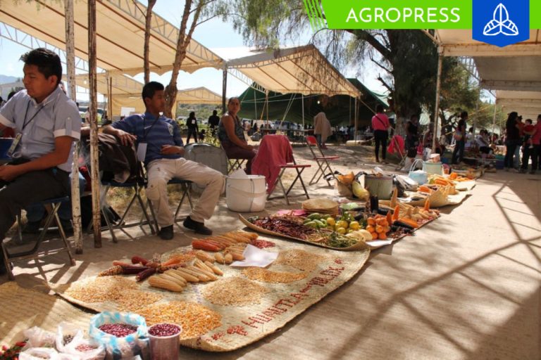 Minam refuerza la preservación de la agrobiodiversidad y recupera 226 productos nativos