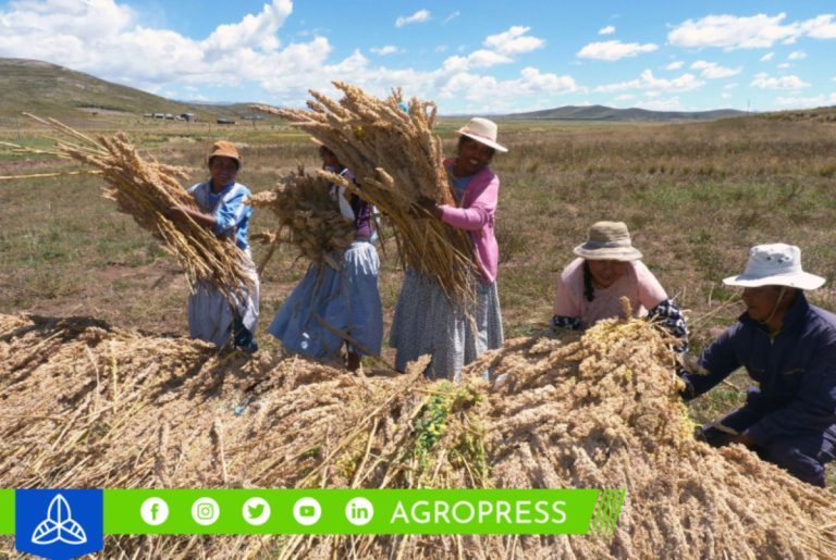 La quinua peruana gana terreno en mercados de Europa y Asia