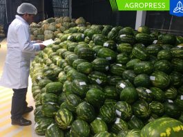 Despachos de sandía se reducen en un 37.2%