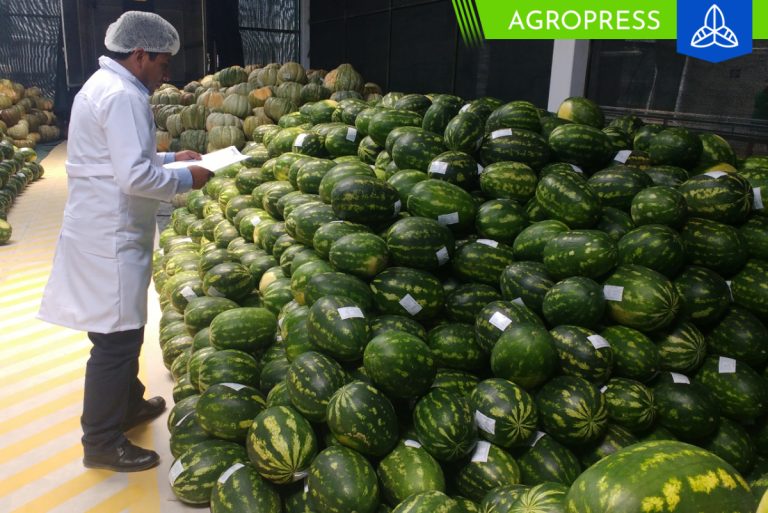 Despachos de sandía se reducen en un 37.2%