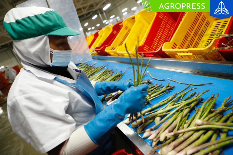 MEF amplía apoyo al sector textil para fortalecer agroexportaciones