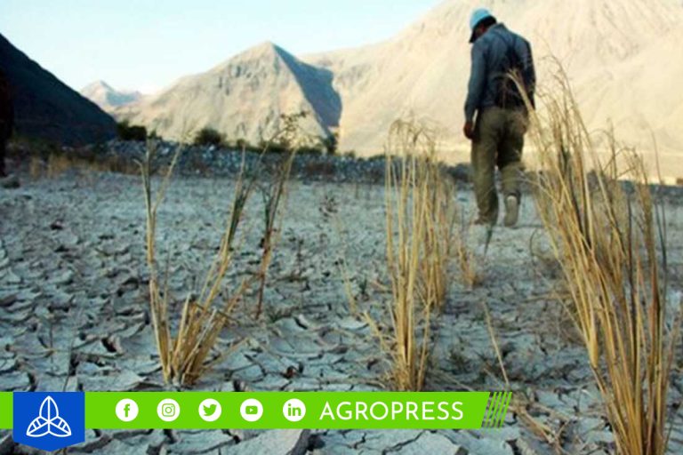 Niño Global: 9 departamentos reportan el 100% de su superficie agrícola expuesta a riesgo elevado por sequía