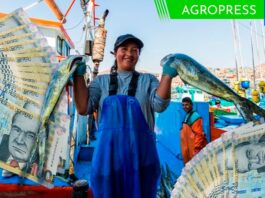 Bono del pescador artesanal de 700 soles: ¿desde cuándo se abonará?