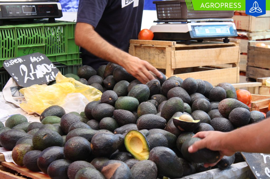 palta