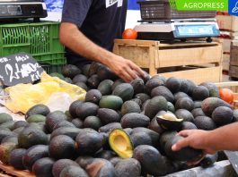 Palta, uva, espárrago, cacao y jengibre destacan en agroexportación 2023 palta