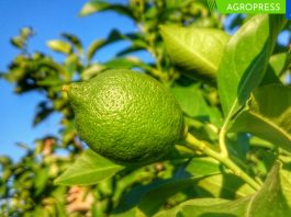 El precio del limón continúa por debajo de los 2 soles por kilo