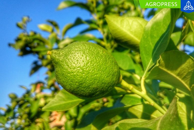 El precio del limón continúa por debajo de los 2 soles por kilo