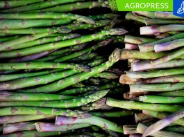 El espárrago peruano conquista Filadelfia como nuevo destino de exportación