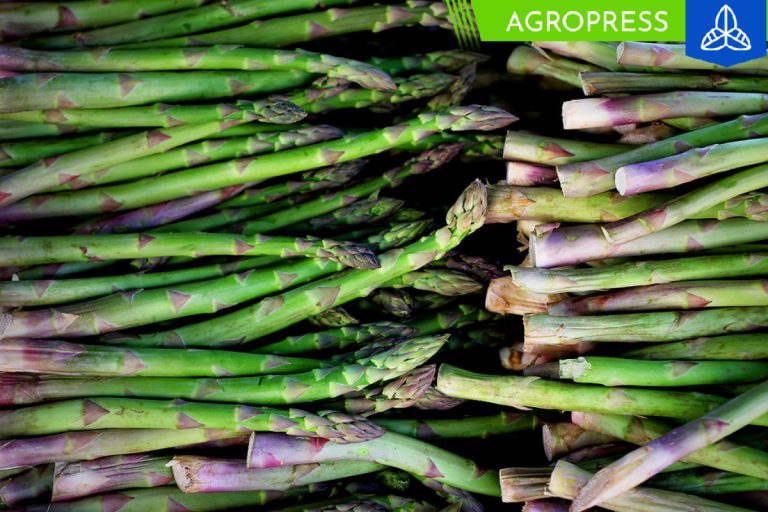 El espárrago peruano conquista Filadelfia como nuevo destino de exportación