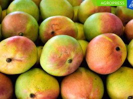 Perú apunta a un récord de producción de mango en la campaña 2024