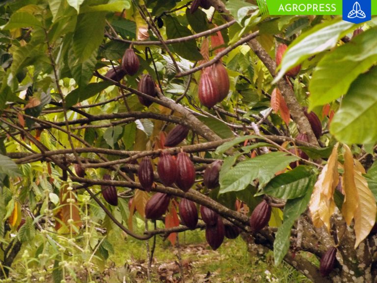 San Martín adopta tecnologías para proteger cultivo de cacao