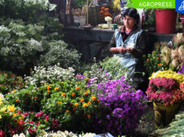 Día Nacional de las Flores: ¿cuáles son las especies más representativas del Perú? las flores