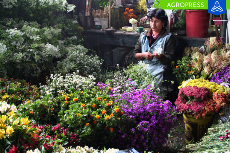 Día Nacional de las Flores: ¿cuáles son las especies más representativas del Perú?