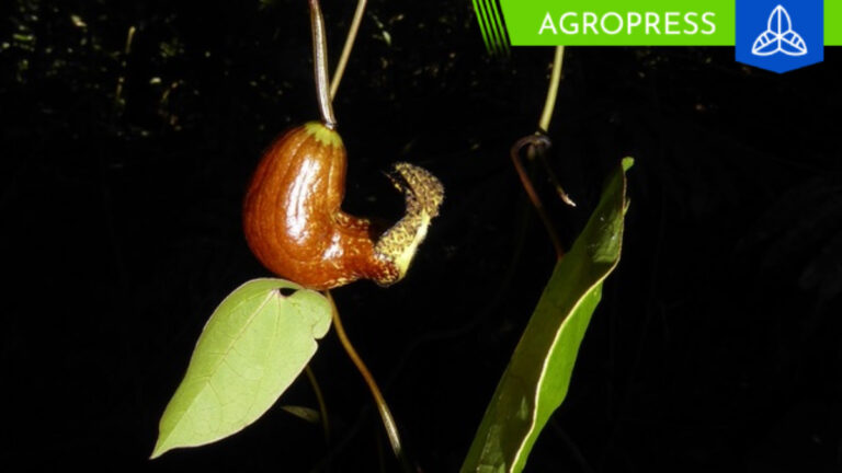 Descubren nueva especie de flora en los bosques amazónicos del Parque Nacional Cordillera Azul