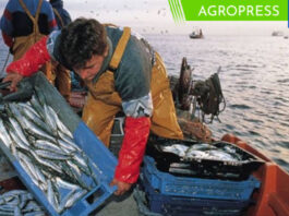Bono para pescadores artesanales en diciembre 2023: ¿cuándo cobrar el subsidio?