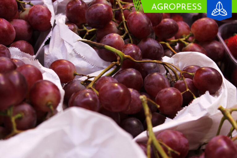 Exportaciones de uva de mesa fresca de Perú aumentan en un +29.15% en volumen