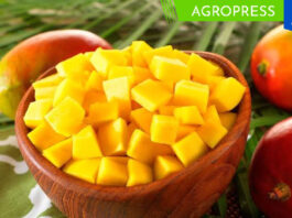 Exportación peruana de mango en trozos alcanza los US$ 110.8 millones mango congelado