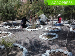 Arequipa: conoce la historia del pueblo que renació ambientalmente