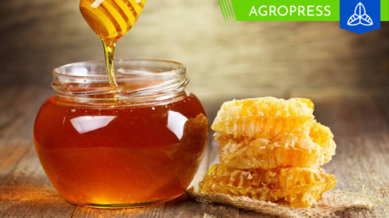 Promueven la producción de miel de abeja mediante uso de alimento elaborado con residuos de fruta