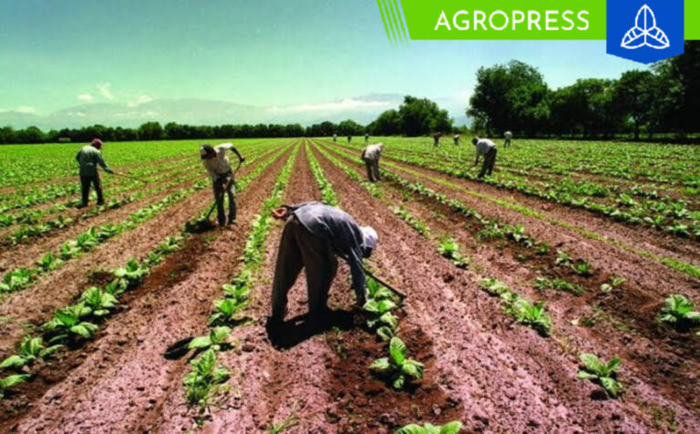 Piura cuenta con gran potencial agrícola y pecuario