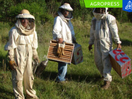 Golpes de calor provocarían la disminución en la producción de miel