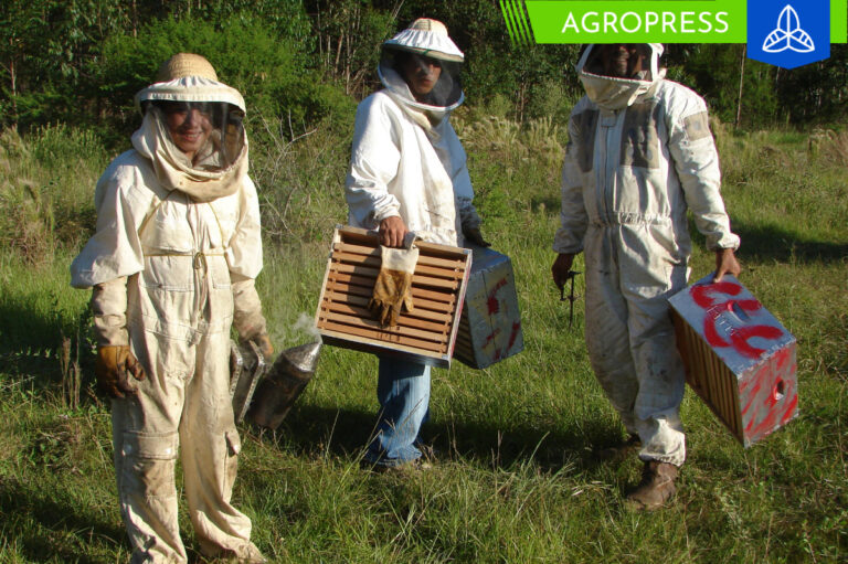 Golpes de calor provocarían la disminución en la producción de miel