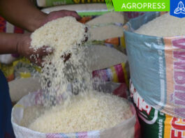 MEF aprueba precios de referencia para importar maíz, azúcar, arroz y leche