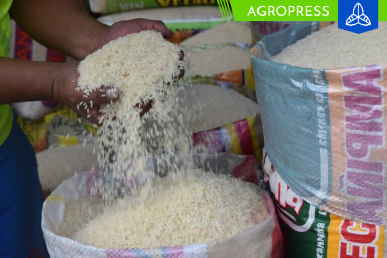 MEF aprueba precios de referencia para importar maíz, azúcar, arroz y leche