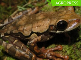 Biólogos descubren una nueva especie de rana de lluvia